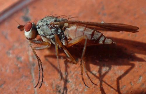 Réf. 181 102 : Tephrochlamys rufiventris